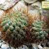 Sulcorebutia_ pulchra_ HS78a_ 05